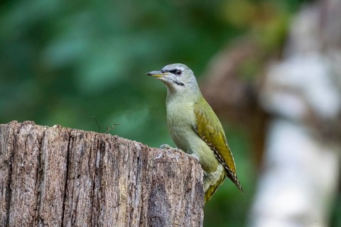 Grey-headed Woodpecker (Picus canus) wbl Germany