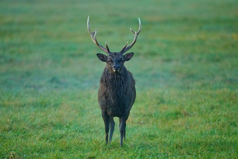 Sika deer (Cervus nippon), with antlers on a green meadow, surrounded by natural twilight, Germany,