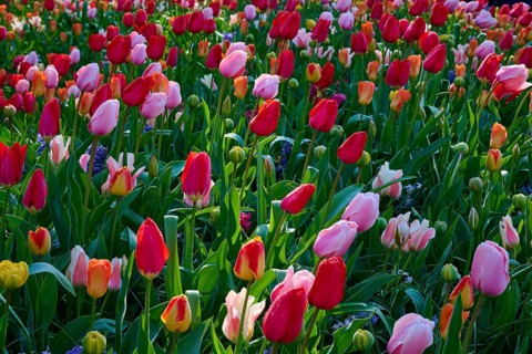 A field of pink, yellow and red tulips glowing in the sunlight. The colours are vibrant and