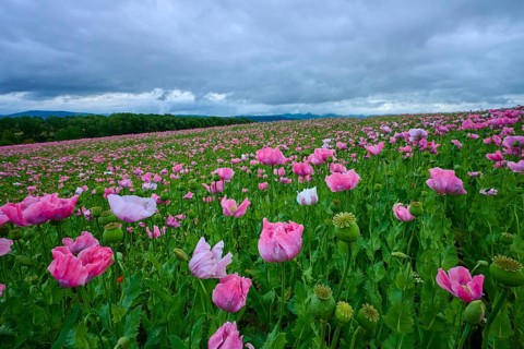 Opium poppy (Papaver somniferum), under a cloudy sky in a field, summer, Germerode, Geo nature park