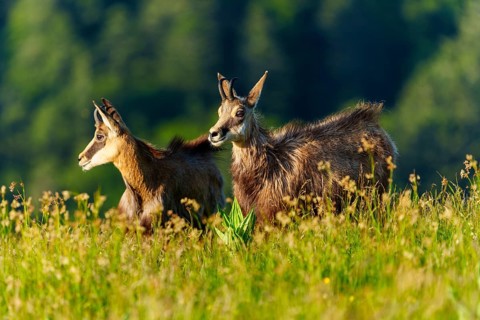 Two chamois enjoying the morning atmosphere in a meadow in front of a forest background, chamois,