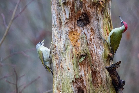 Grey-headed Woodpecker (Picus canus) wbl and Green Woodpecker (Picus viridis) ml Germany
