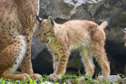 Eurasian lynx (Lynx lynx) youngster, Bavaria, Germany, Europe