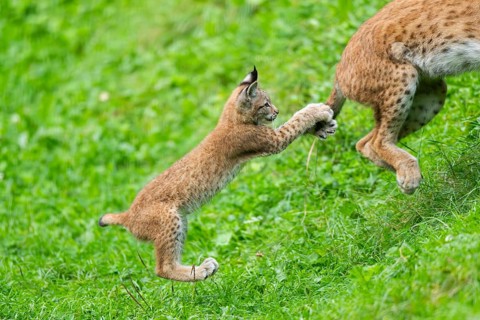 Eurasian lynx (Lynx lynx) youngster on a meadow, Bavaria, Germany, Europe