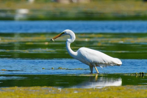 The heron holds a fish in its beak at the water's edge, Great White Egret (Ardea alba, Syn.: