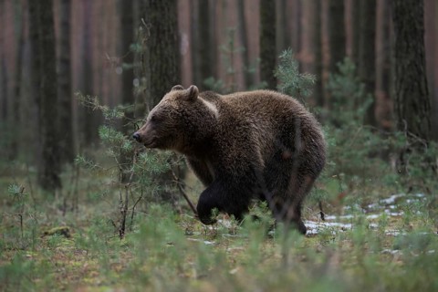 In a sprint... European brown bear (Ursus genus arctos), young bear running at high speed through