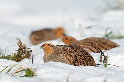 Scrutinising glances at the sky... Grey partridges (Perdix perdix) in winter in the snow, looking