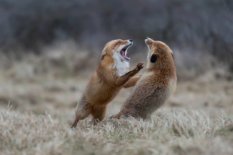 On their hind paws... Red fox (Vulpes vulpes), two foxes fighting, fierce fight, attacking each