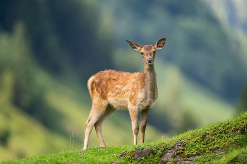 Red deer (Cervus elaphus) fawn on a meadow in tirol, Austria, Europe