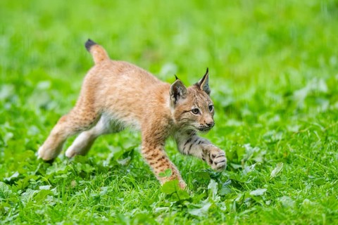 Eurasian lynx (Lynx lynx) youngster on a meadow, Bavaria, Germany, Europe