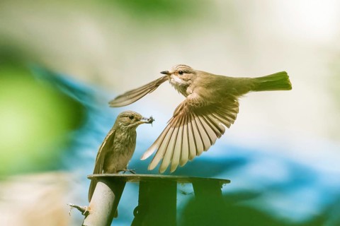 A grey flycatcher (Muscicapa striata) in flight, in the background its partner with food in its