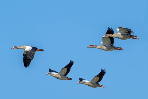Flock of Egyptian geese (Alopochen aegyptiaca) in flight against blue sky
