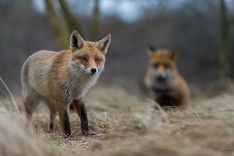 Red foxes (Vulpes vulpes), two foxes, adult animals seek necessary proximity during the breeding