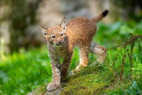 Eurasian lynx (Lynx lynx) youngster on a meadow, Bavaria, Germany, Europe