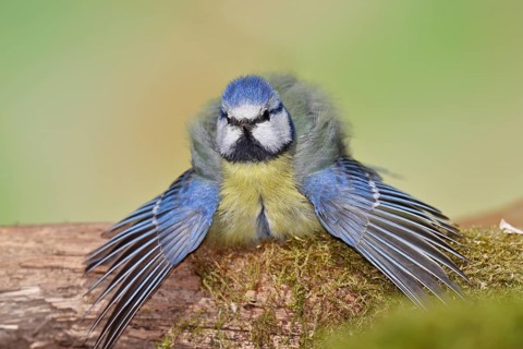 Blue tit (Parus caeruleus), sitting with spread wings on moss-covered dead wood, Wilnsdorf, North