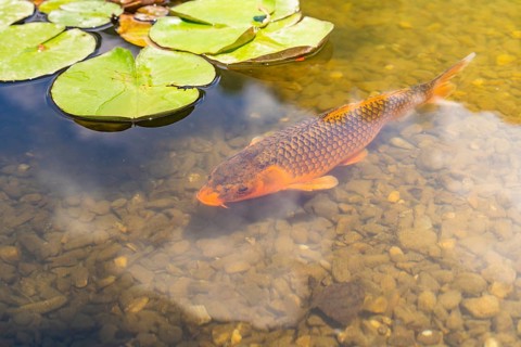 Carp swimming in a clear pond with water lily leaves on the surface, Botanical Garden, The Gardens