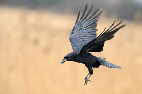 In flight... Raven (Corvus corax), largest native corvid in the air with open wings, preparing to
