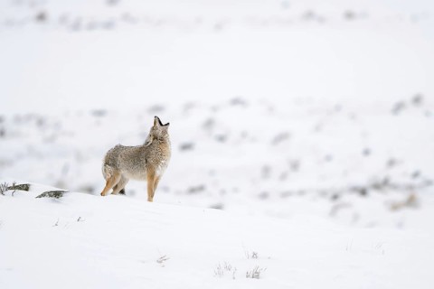 Howling coyote... Coyote (Canis latrans) in winter stands on a hill in the snow and howls, audible