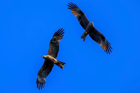 Two birds of prey flying together in the blue sky, harmonious and free, Red Kite, (Milvus milvus)