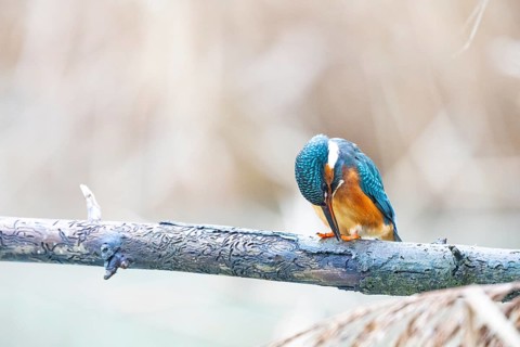 Kingfisher (Alcedo atthis) Germany