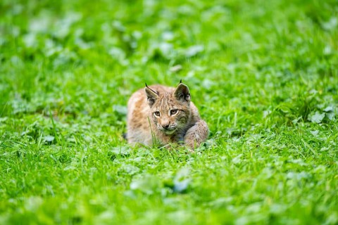 Eurasian lynx (Lynx lynx) youngster on a meadow, Bavaria, Germany, Europe