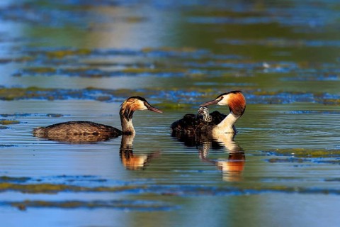 Great Crested Grebe, (Podiceps Scalloped ribbonfish), with chicks, wildlife, Germany, Europe