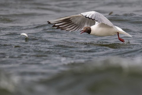 Black-headed gull (Chroicocephalus ridibundus) in summer plumage, flying above the sea surface,
