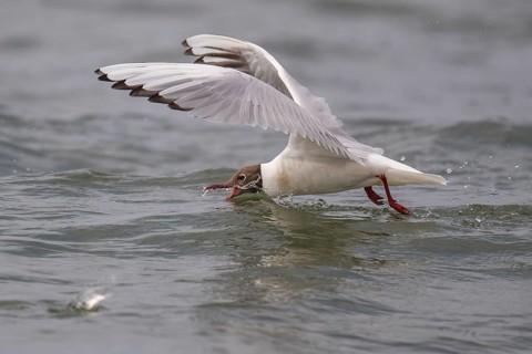 Black-headed gull (Chroicocephalus ridibundus) in summer plumage, looking for small fish, near