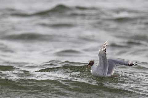Black-headed gull (Chroicocephalus ridibundus) in summer plumage, swimming on the sea surface,
