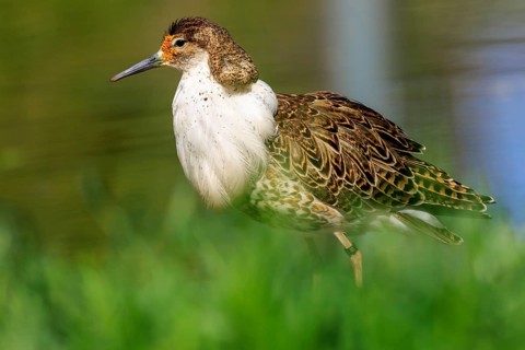 Bird with brown feathers in lateral view, in green surroundings, Ruff (Calidris pugnax, Syn.: