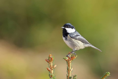 Fir tit (Parus ater), sitting on the top of a young spruce, European spruce (Picea abies),