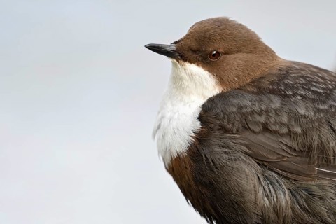 At the close-up limit... White-throated Dipper (Cinclus cinclus) in portrait, highly specialised