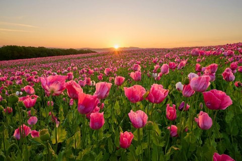 Opium poppy (Papaver somniferum), endless pink flower field at sunrise, with a picturesque sky,