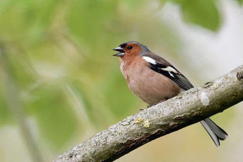 Territorial song... Chaffinch (Fringilla coelebs), singing male in splendour dress, summer dress,