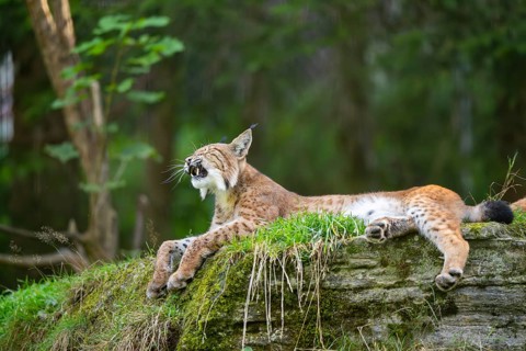 Eurasian lynx (Lynx lynx) on a rock, Austria, Europe
