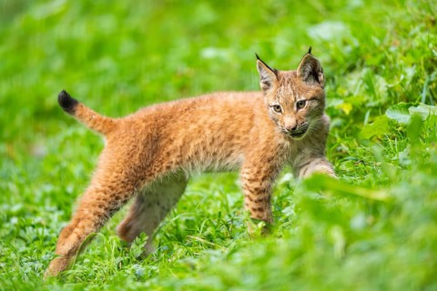 Eurasian lynx (Lynx lynx) youngster on a meadow, Bavaria, Germany, Europe