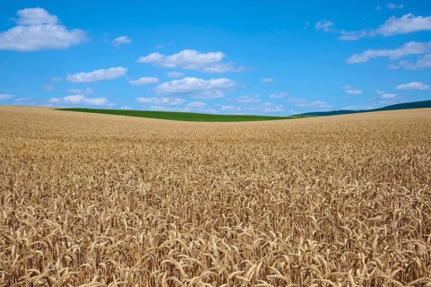 Extensive wheat field stretching to the horizon under a clear sky, summer, Miltenberg, Miltenberg
