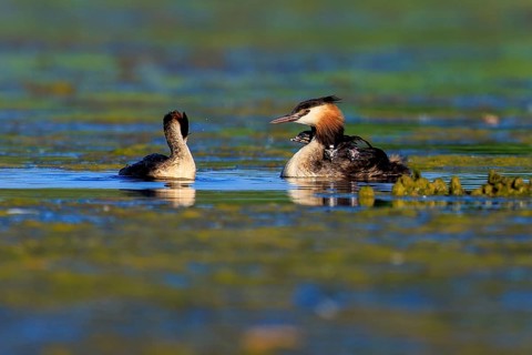 Two great crested grebes interacting in the water, surrounded by tranquil, natural landscape, Great