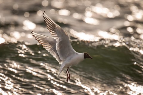 Black-headed gull (Chroicocephalus ridibundus) in summer plumage, flying above the sea surface,