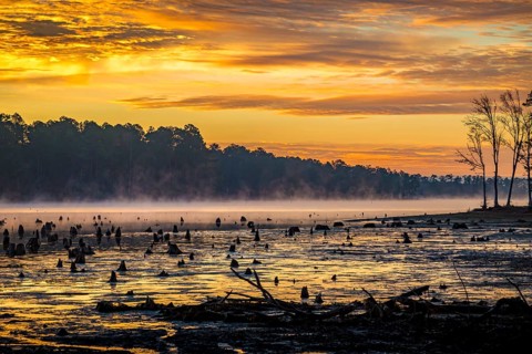 Stumps protrude from low water in Geiger Lake at sunrise in Paul B. Johnson State Park near