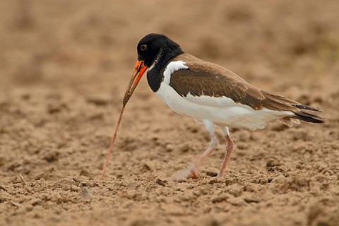 It's all about the worm... Oystercatcher (Haematopus ostralegus), well-known limicole, wading bird,