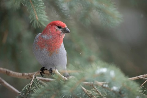 Red head, grey plumage... Hooked Finch (Pinicola enucleator), male in winter during light snowfall,