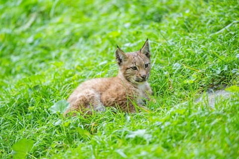 Eurasian lynx (Lynx lynx) youngster on a meadow, Bavaria, Germany, Europe