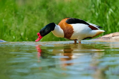 Shelduck (Tadorna tadorna), with striking plumage drinks from the water, France, Europe