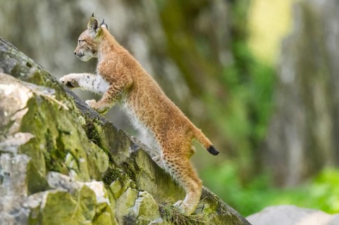 Eurasian lynx (Lynx lynx) youngster climbing on a rock, Bavaria, Germany, Europe