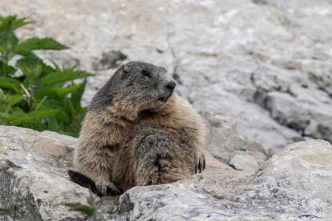 Marmot (Marmota marmota), Monte Baldo, Italy, Europe