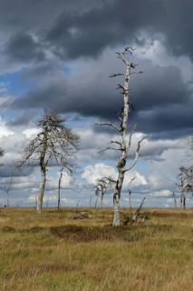 Noir Flohay... High Fens (Eifel) located in the border triangle near Aachen near the German-Belgian