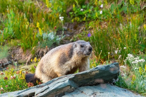 Alpine marmot (Marmota marmota) in autumn, Grossglockner, High Tauern National Park, Austria,
