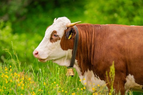 Brown and white cow on a green meadow with a bell on its neck, Alpe di Siusi, South Tyrol,