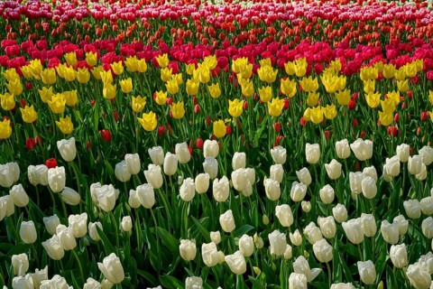 Colourful flower bed with red, yellow and cream tulips, Keukenhof, Lisse, province of South